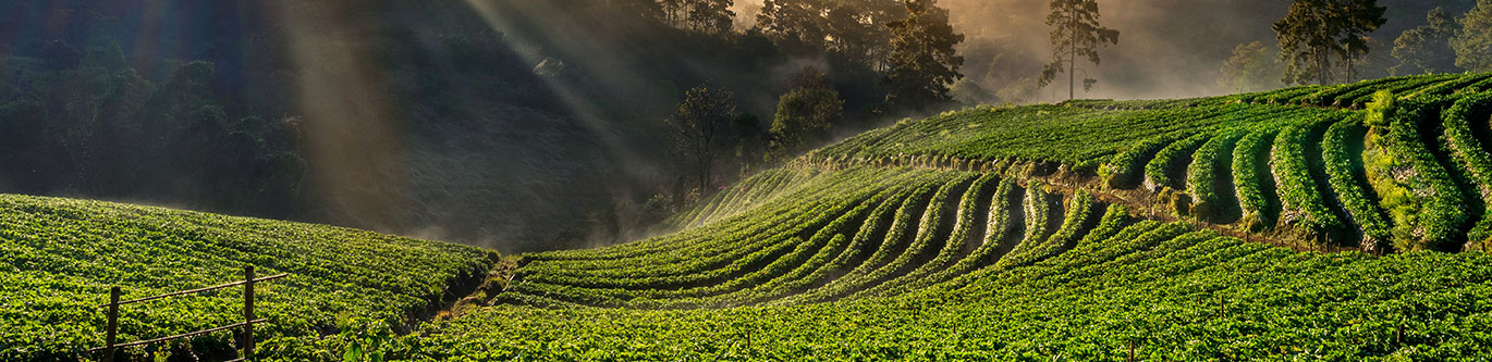 munnar_thekkady